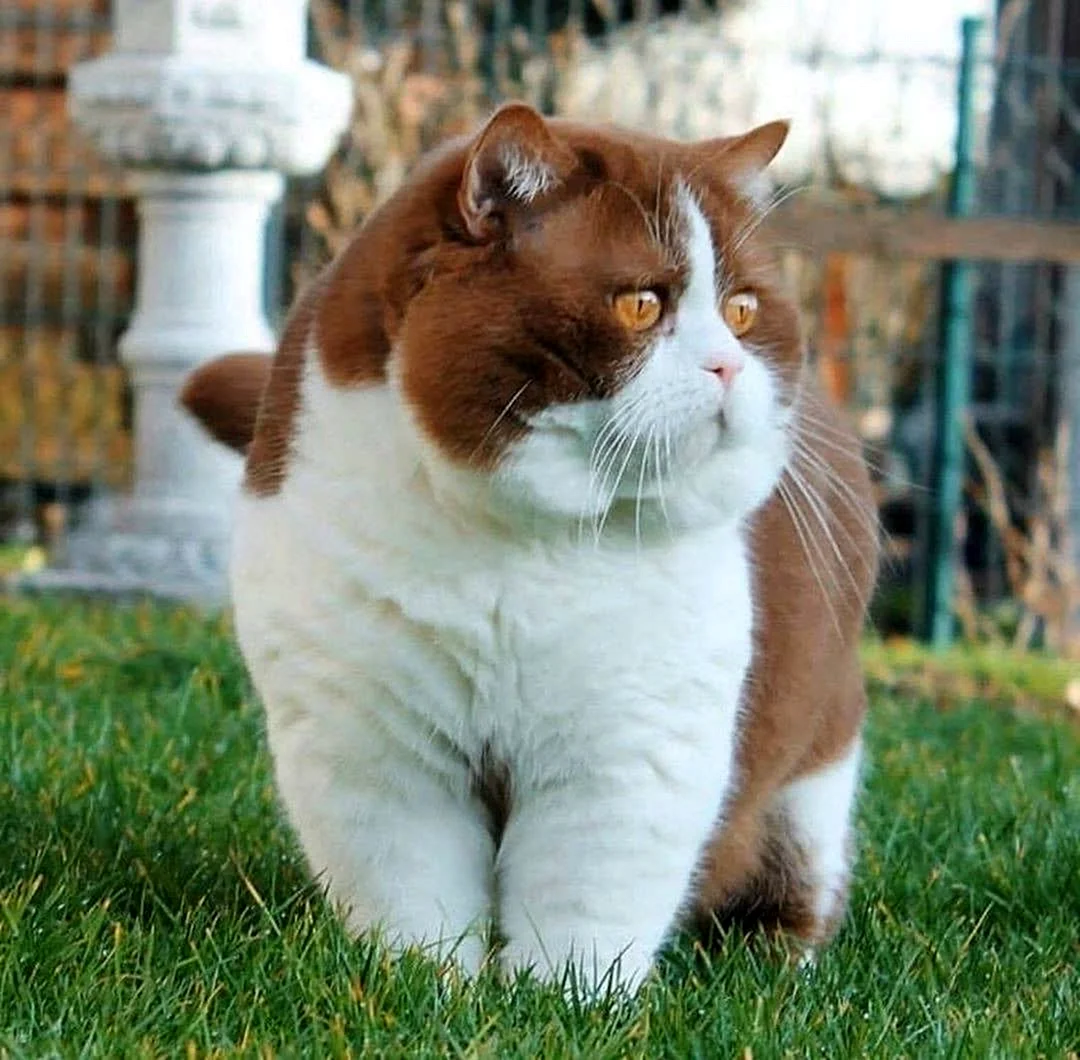 Красивые толстые коты