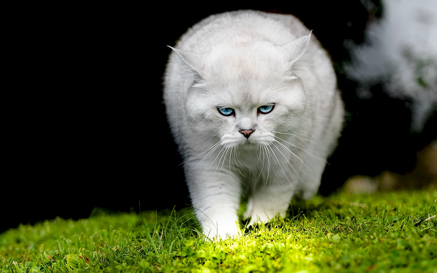Красивый белый кот