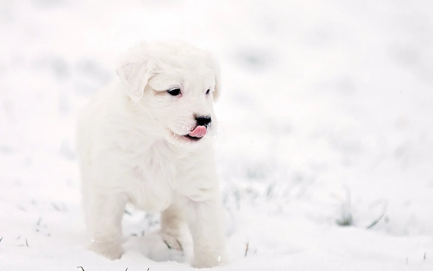 Красивый белый щенок