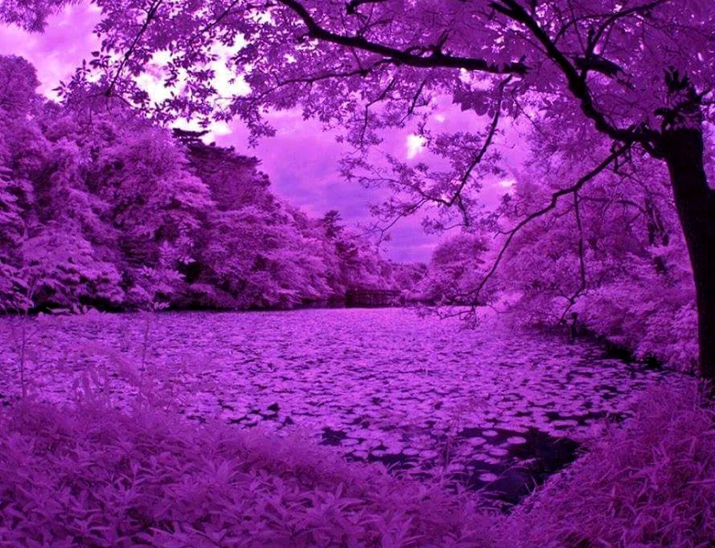 Красивый фиолетовый