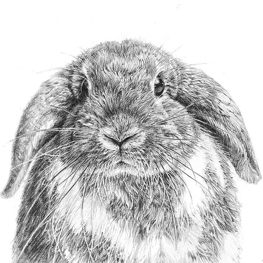 Красивый кролик рисунок