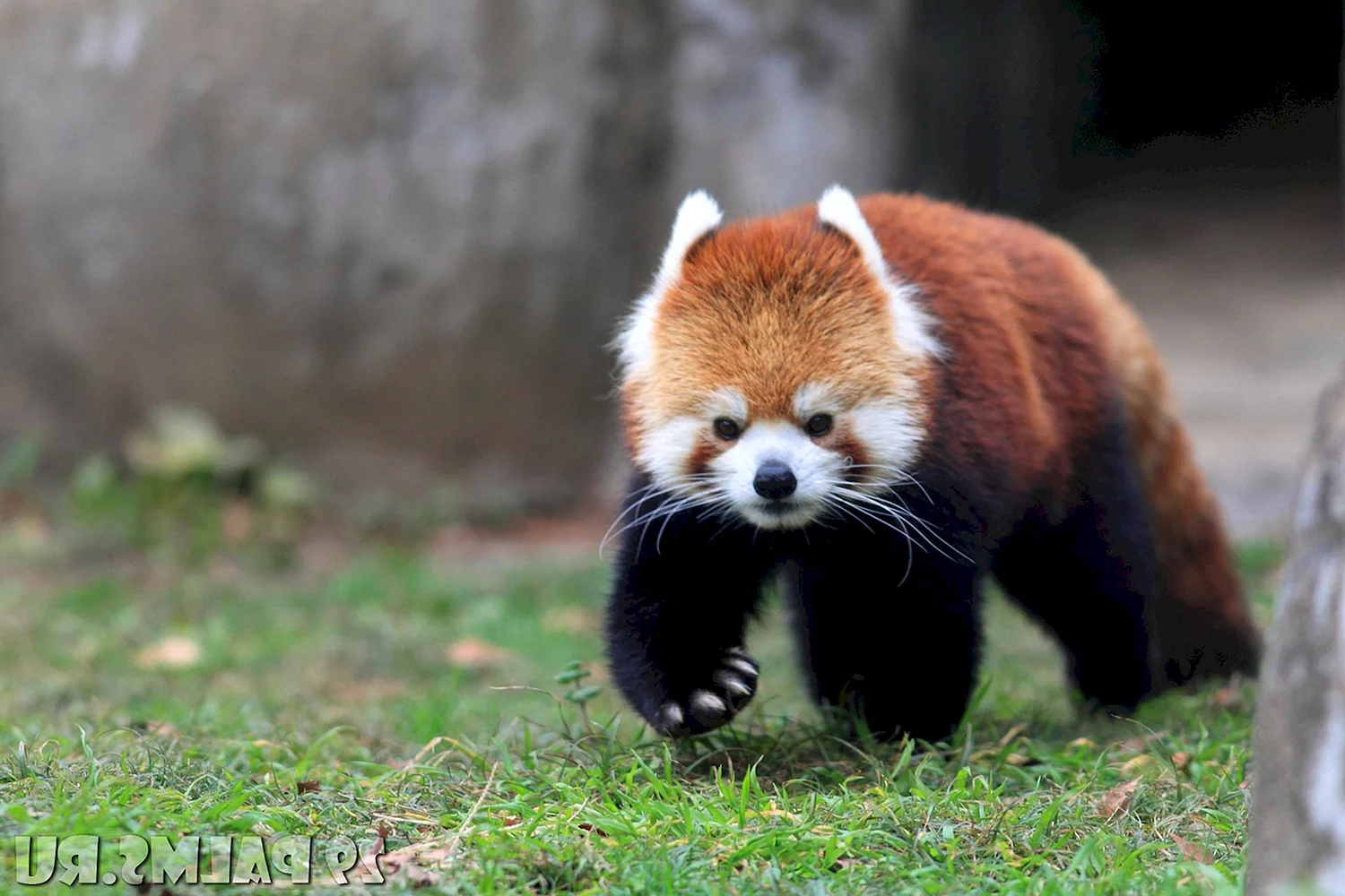Красная енотовидная Панда