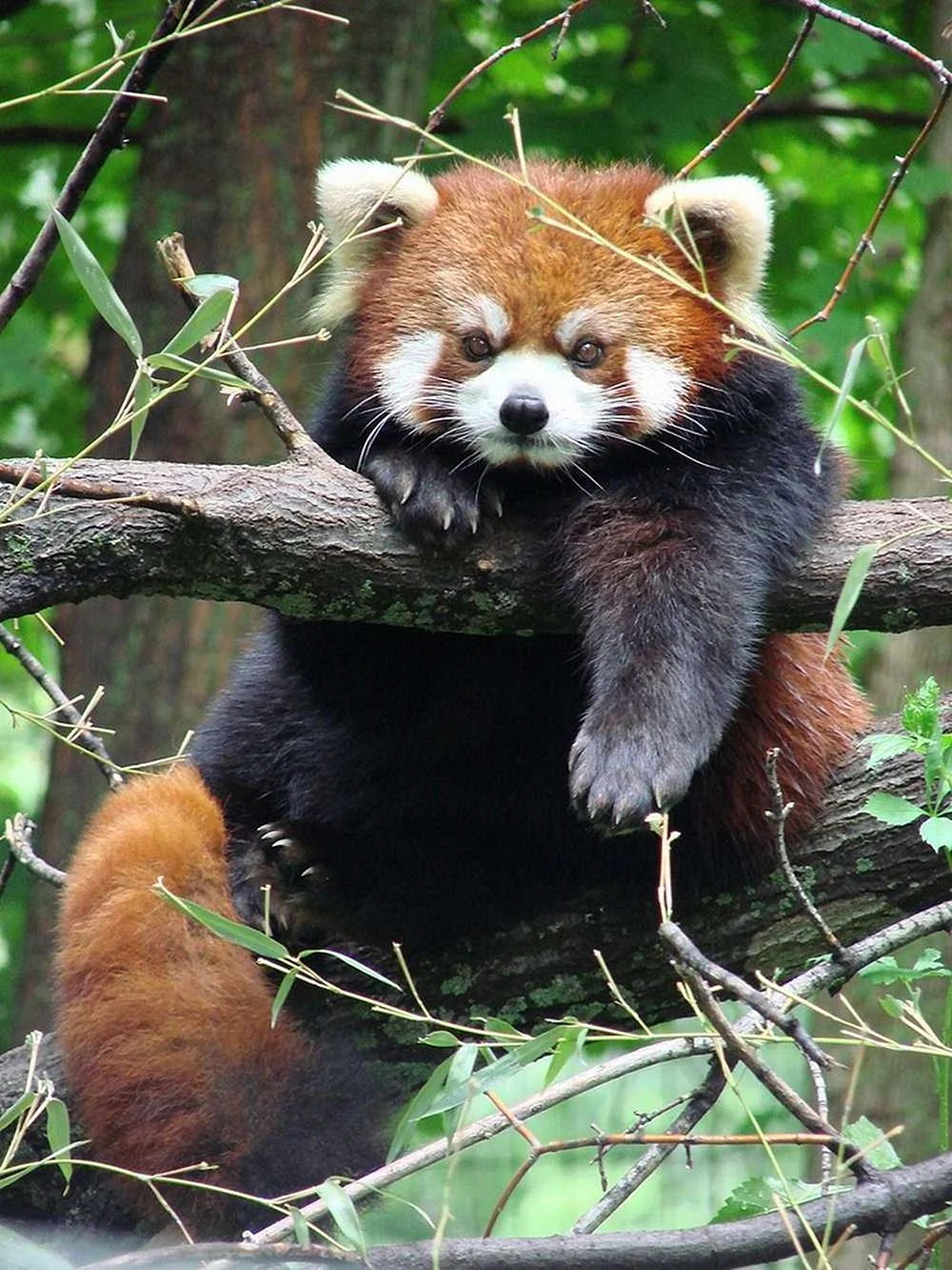 Красная китайская Панда