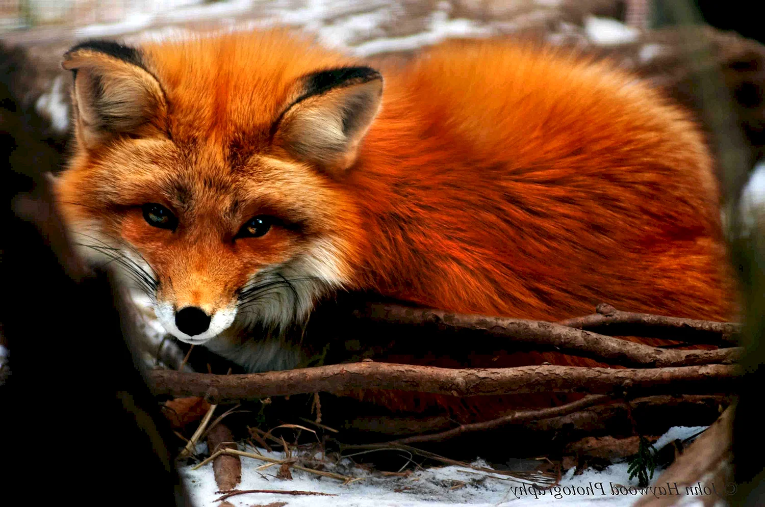 Красная лисица огневка