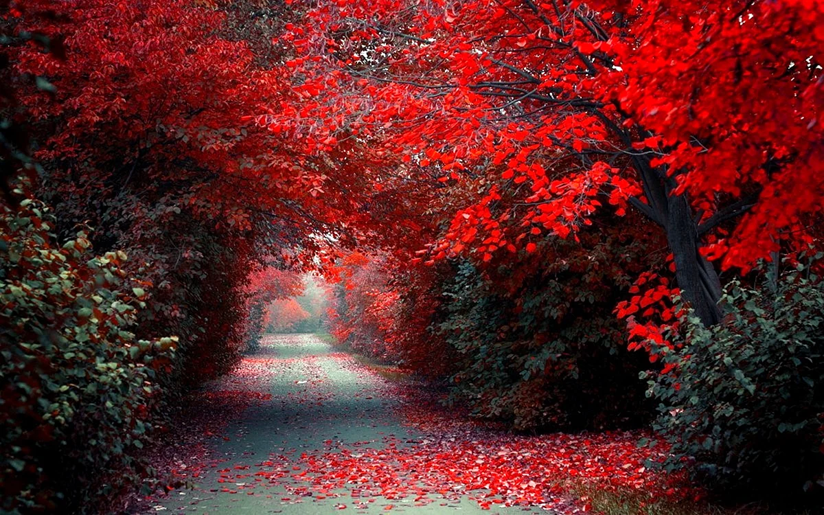 Красная осень