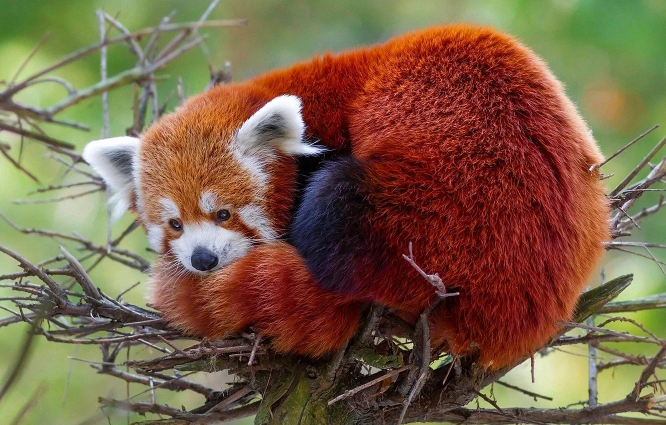 Красная Панда