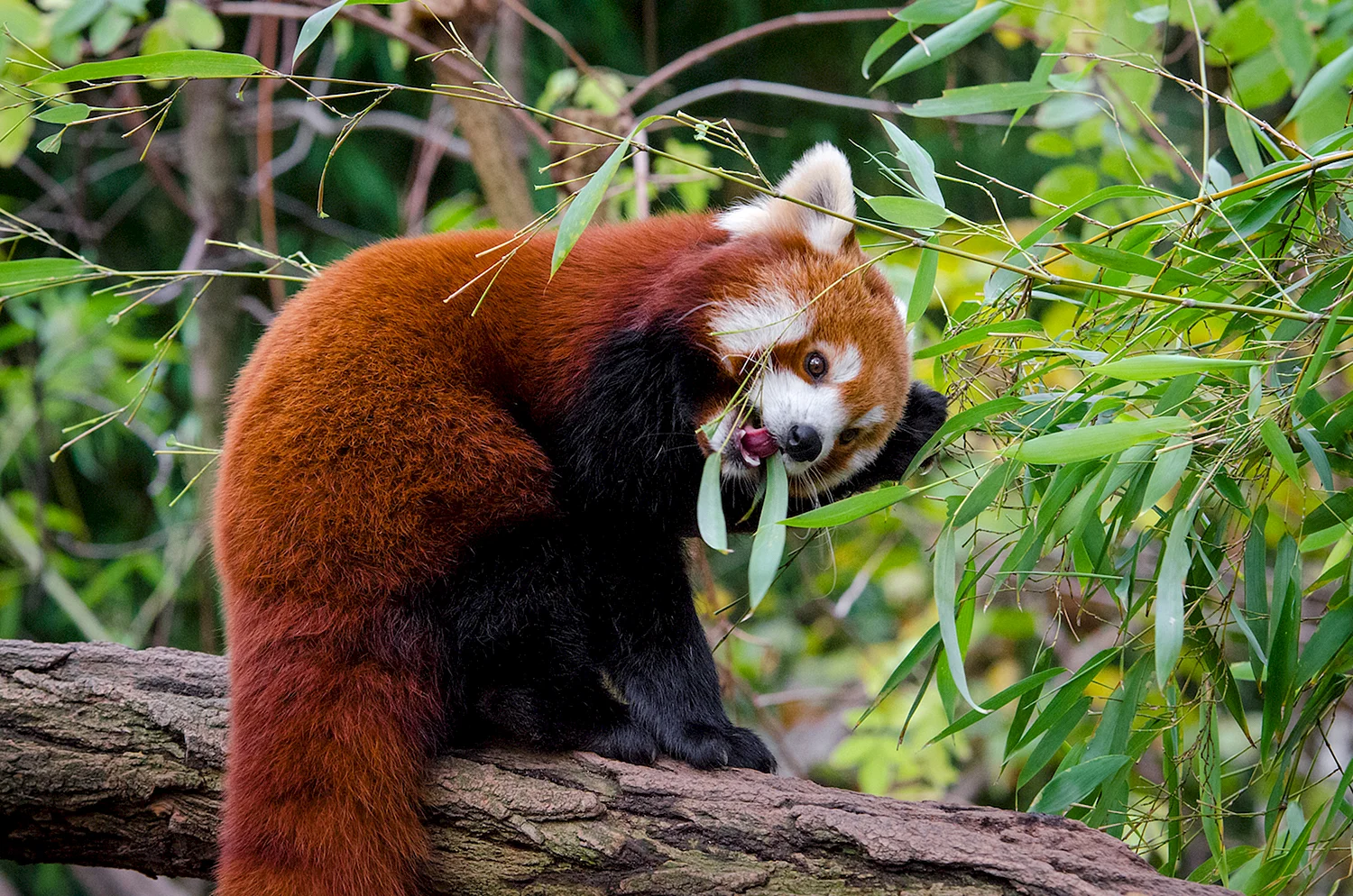 Красная Панда Азия