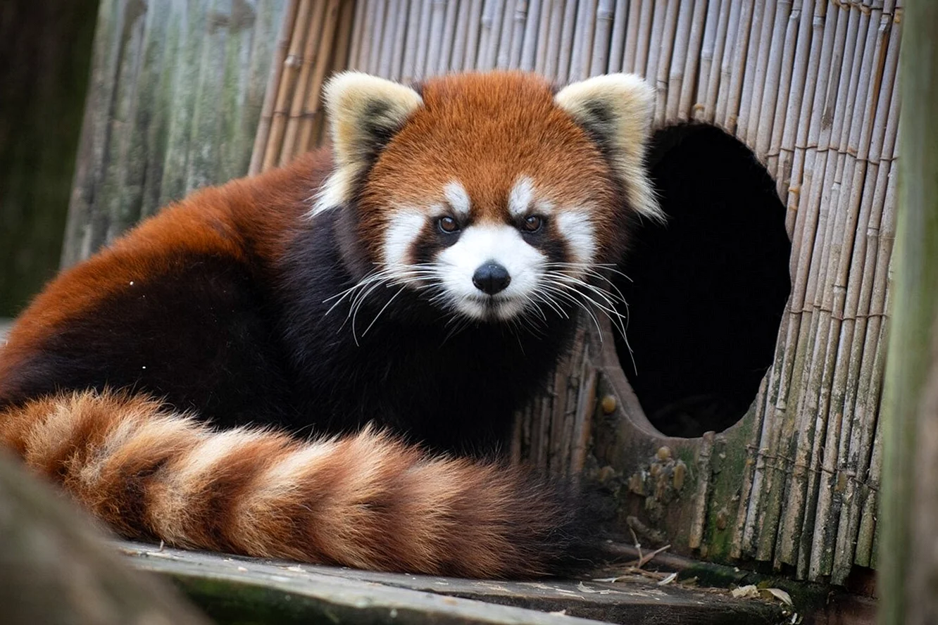 Красная Панда полосатая