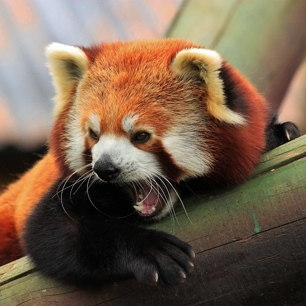 Красная Панда злая