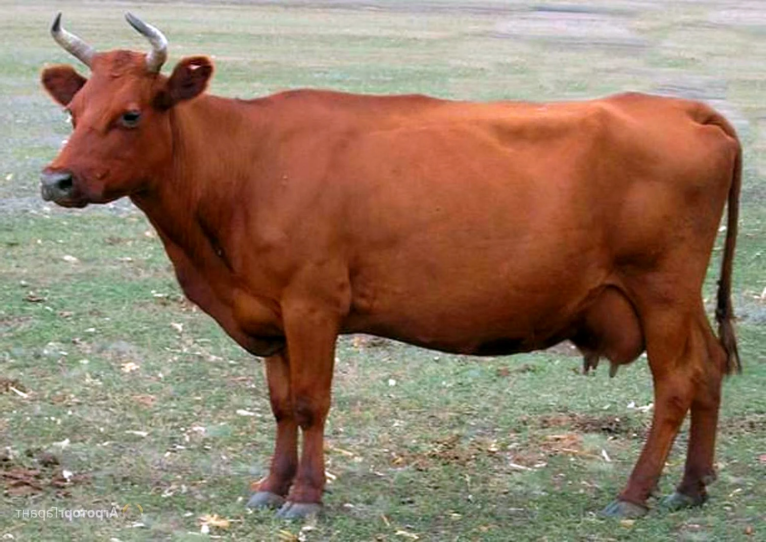 Красная Степная порода коров