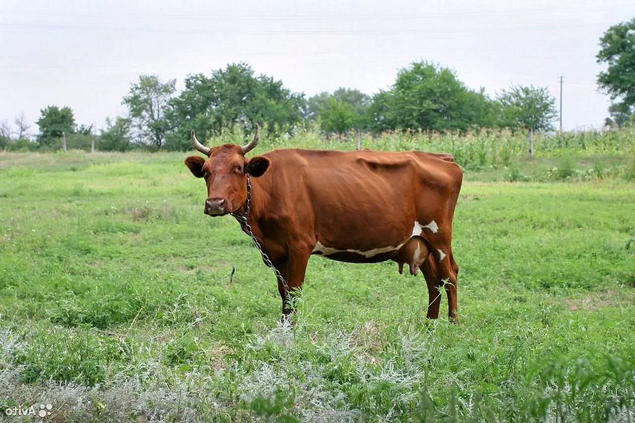 Красная Тамбовская корова
