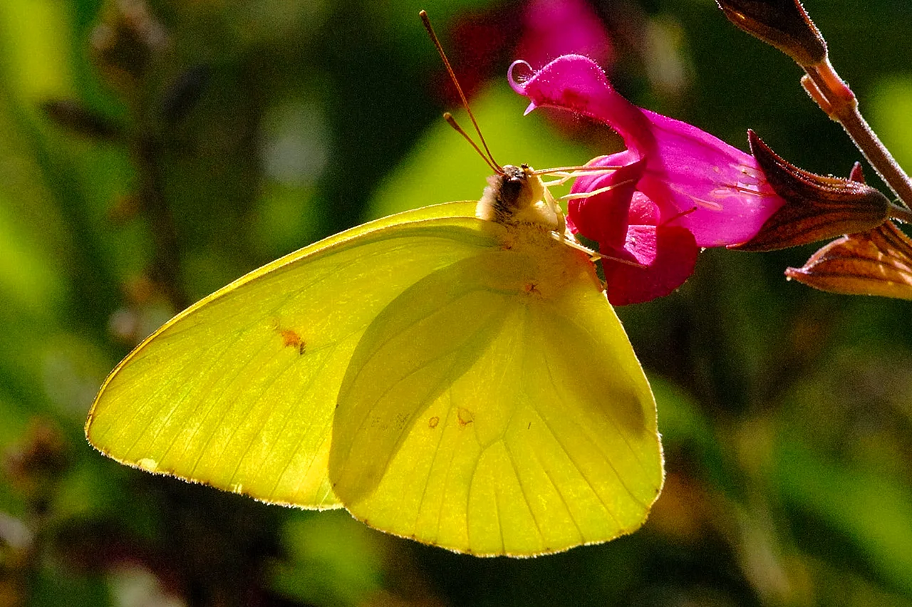 Красно желтая бабочка
