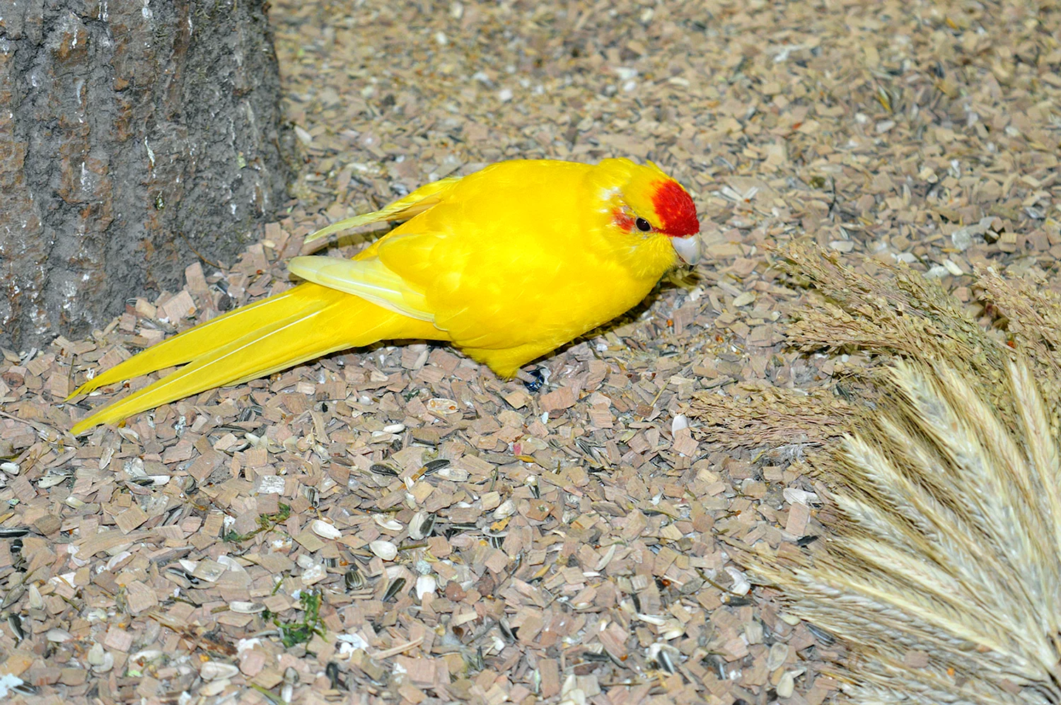 Красно желтый попугай