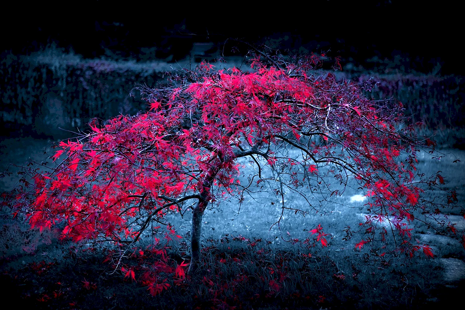 Красное дерево