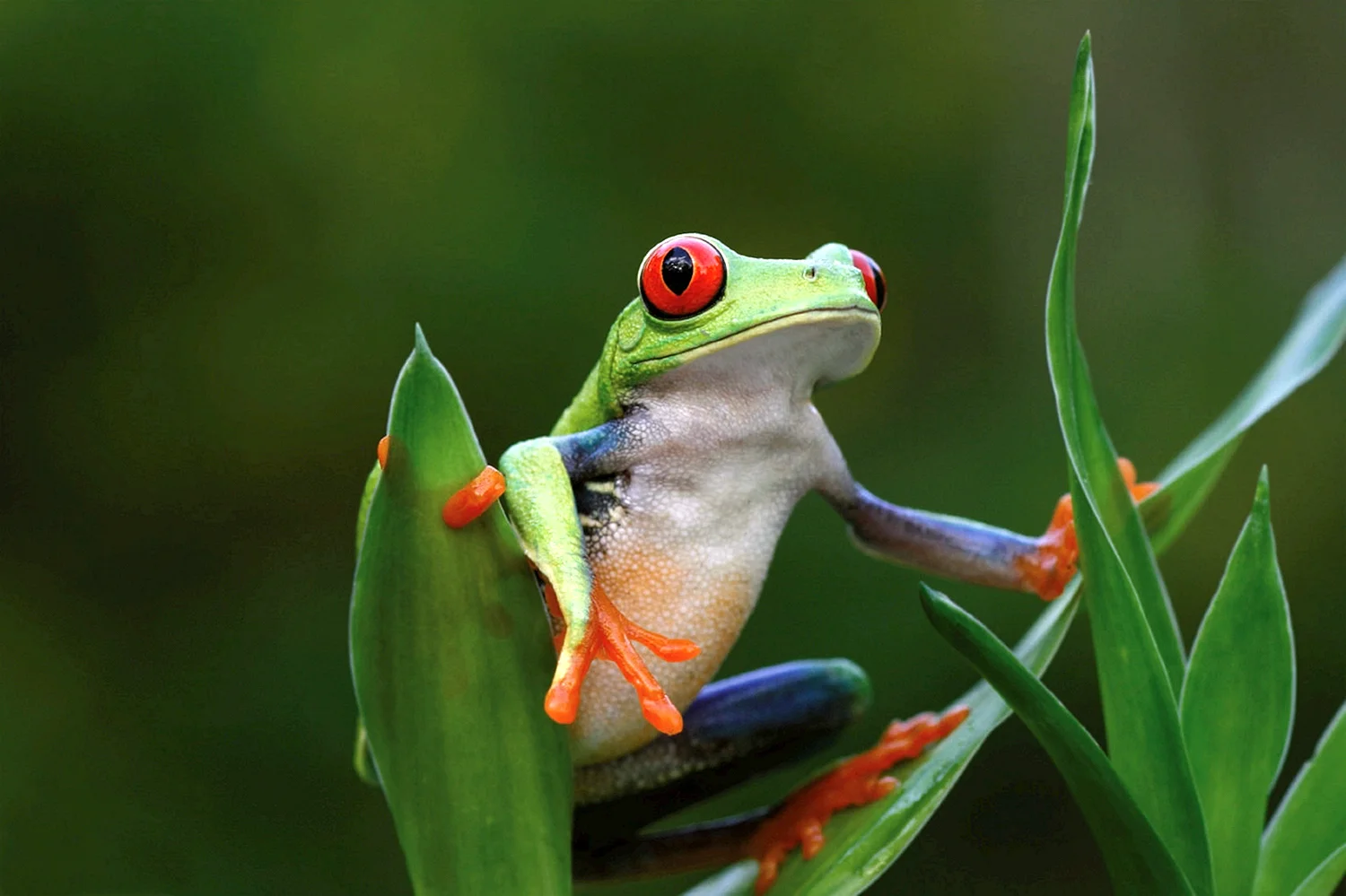 Красноглазая древесная лягушка Коста Рика