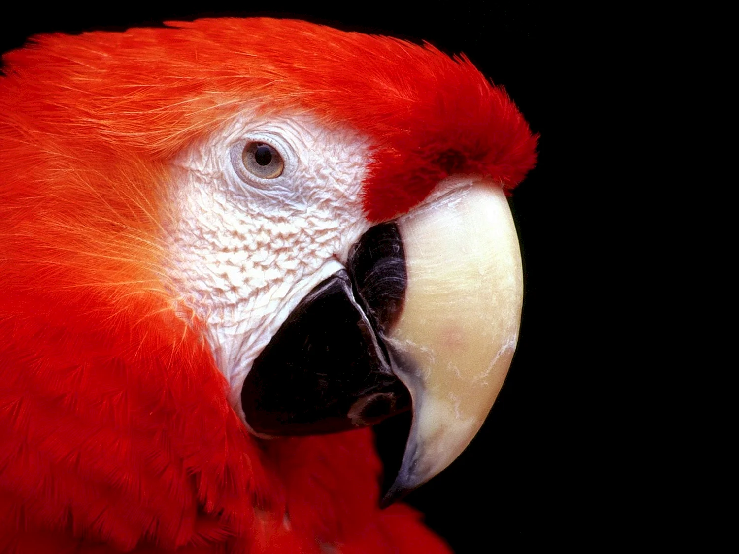 Красноголовый Какаду попугай