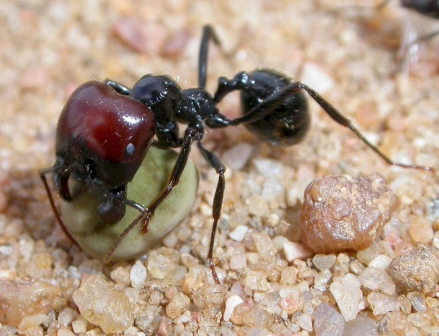 Красноголовый муравей Жнец