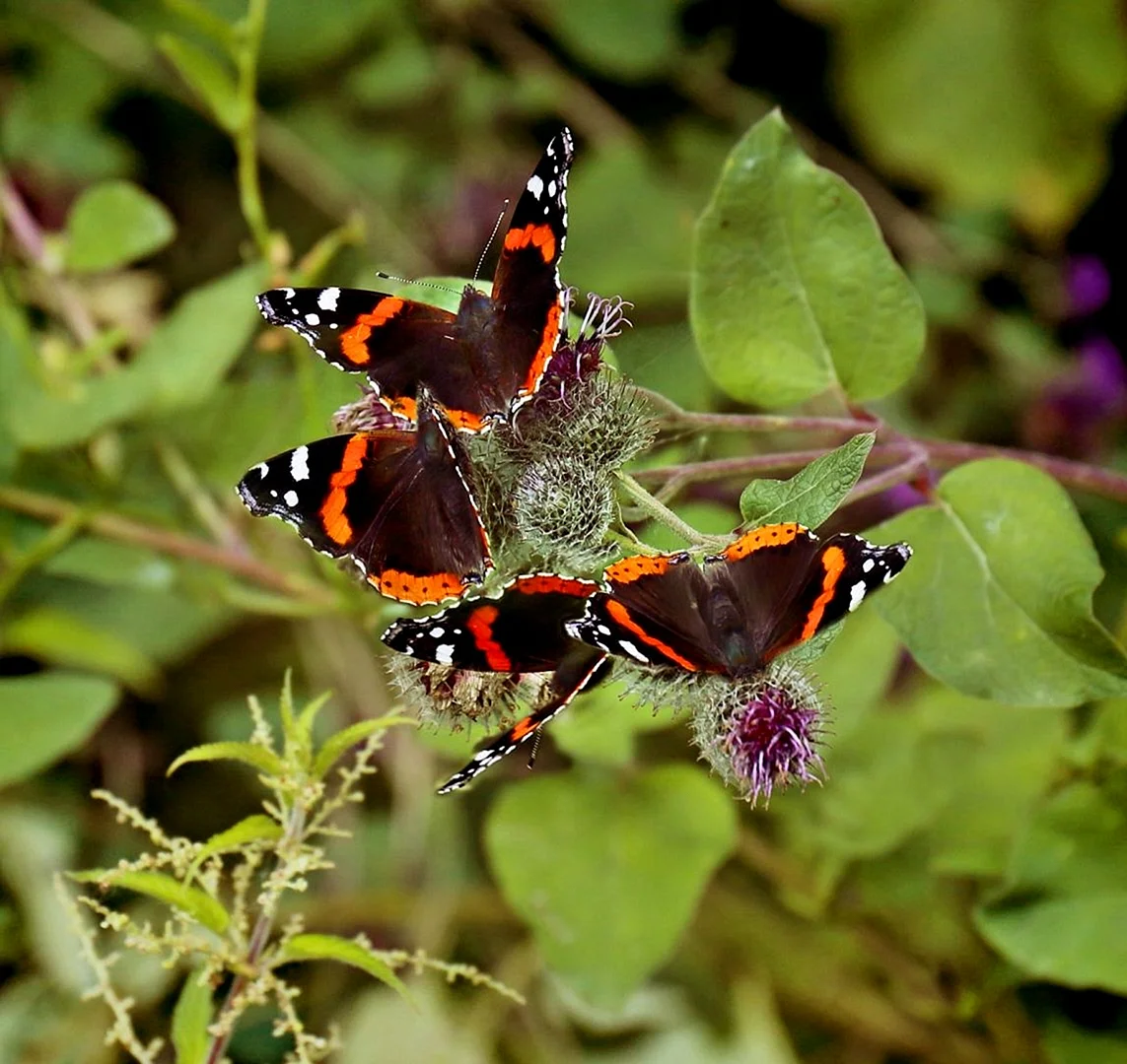 Краснокнижная бабочка Адмирал