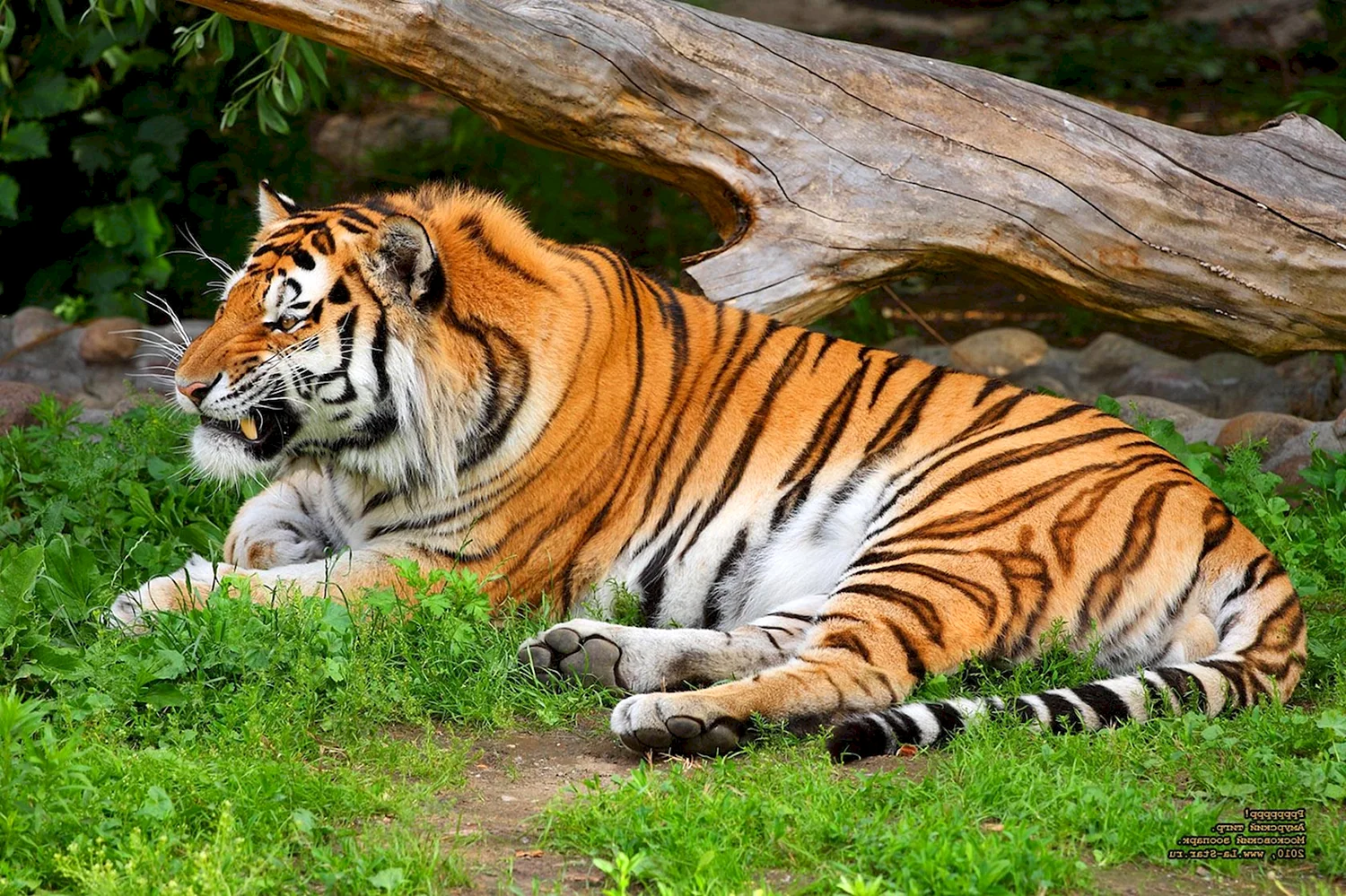 Краснокнижный тигр Амурский