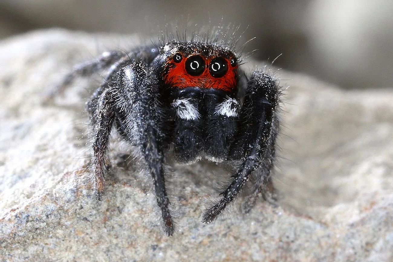 Красноспинный паук скакун