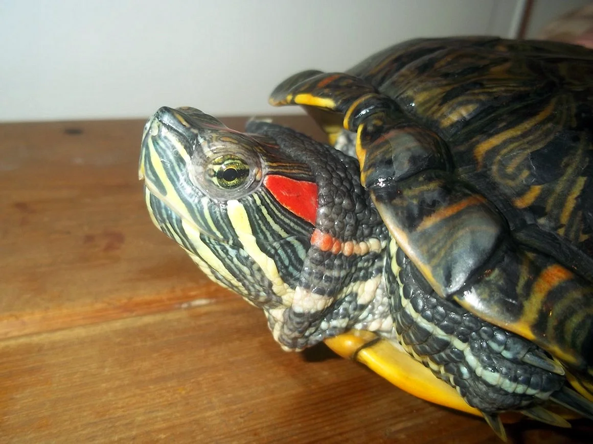 Красноухая черепаха сухопутная