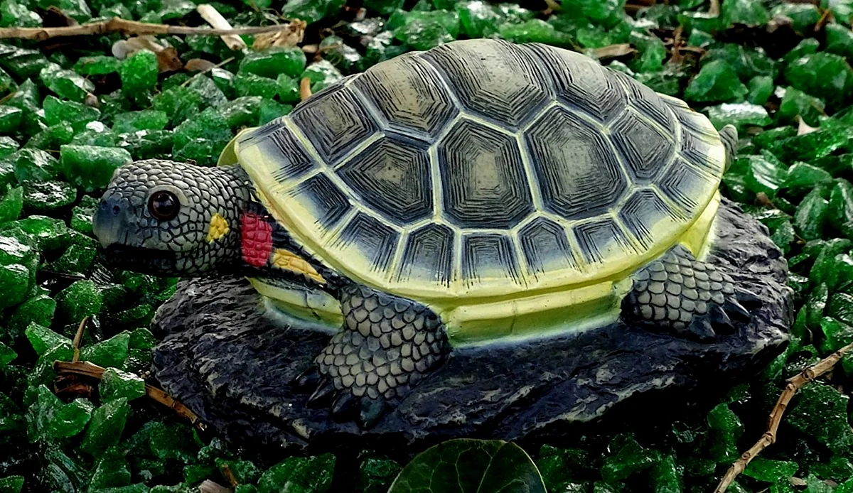 Красноухая черепаха сухопутная