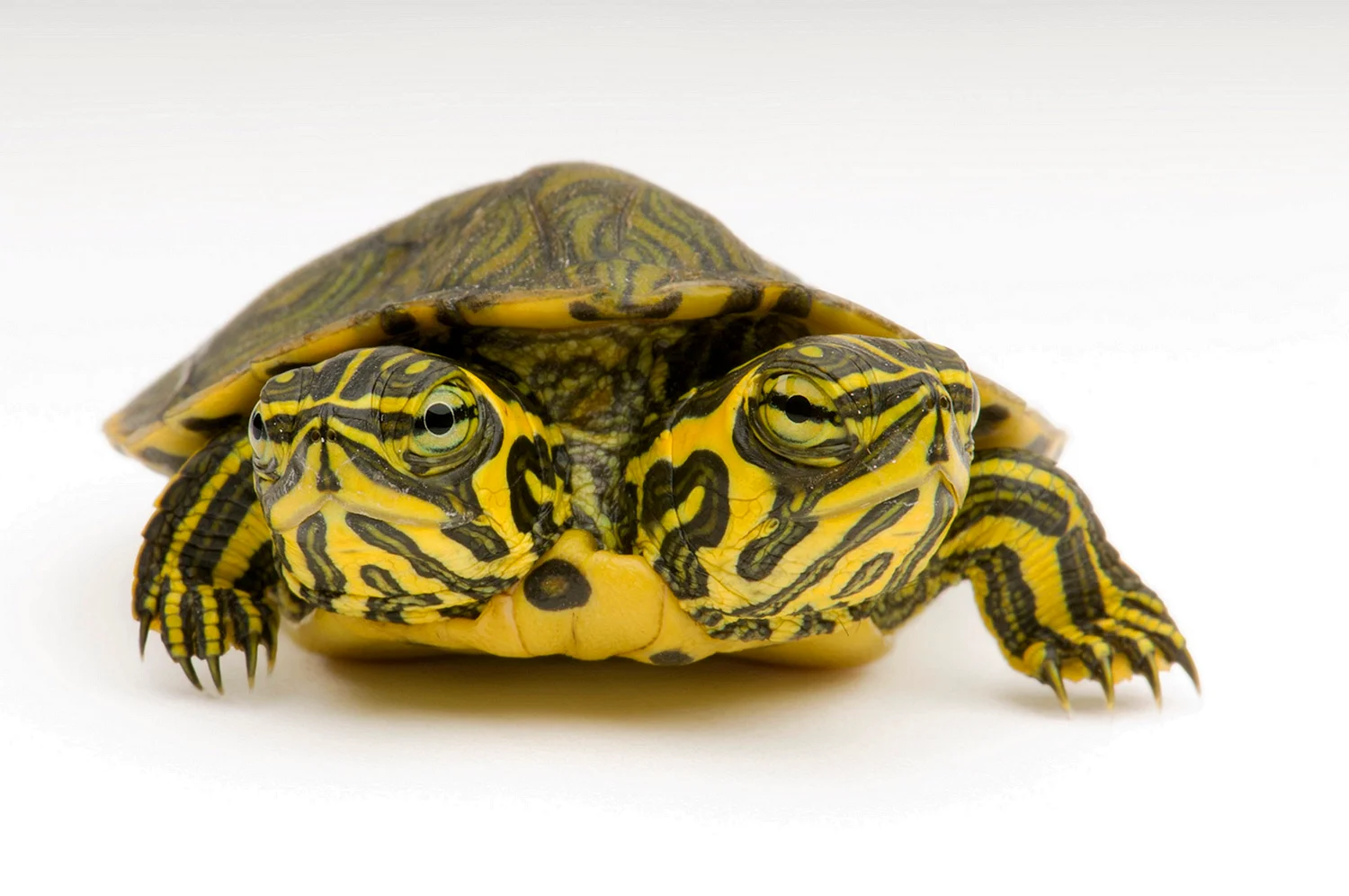 Красноухая черепаха желтая