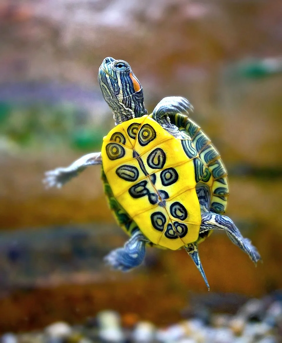 Красноухая желтобрюхая черепаха