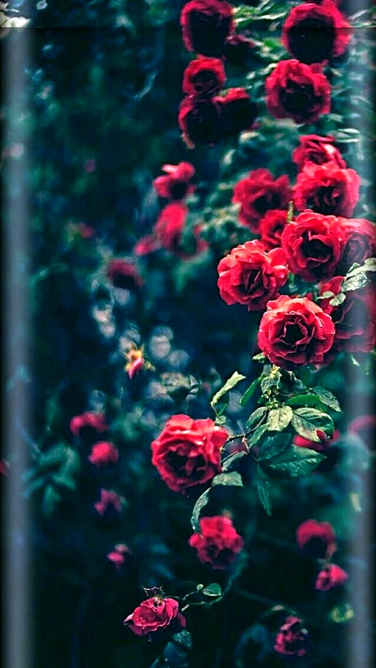 Красные розы на айфон