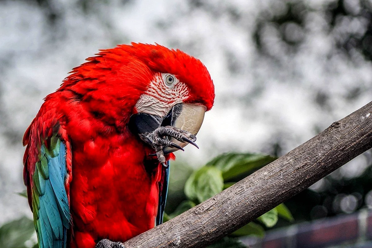 Красный ара птенец