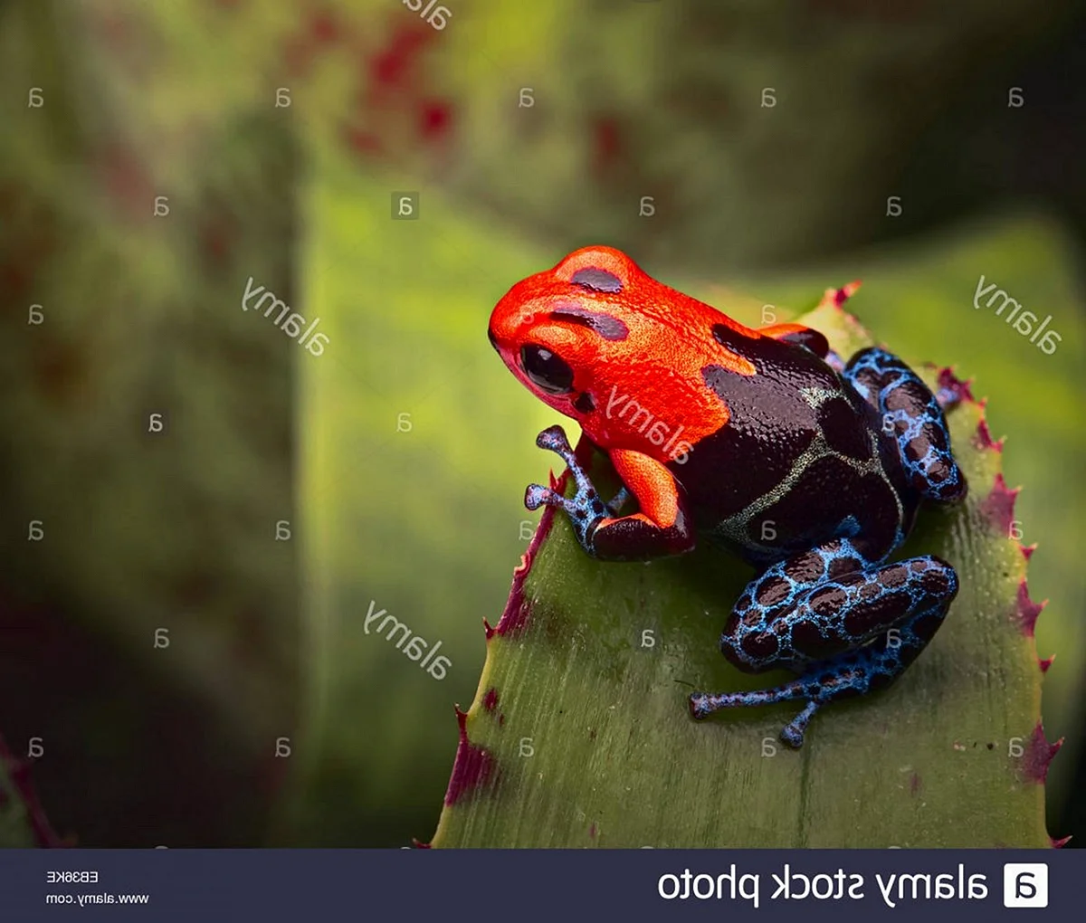 Красный древолаз лягушка