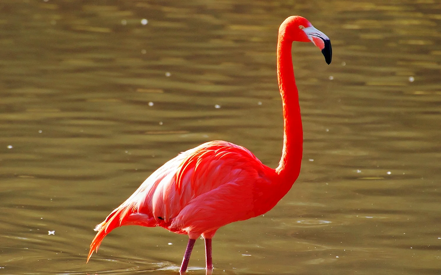 Красный Фламинго красная книга