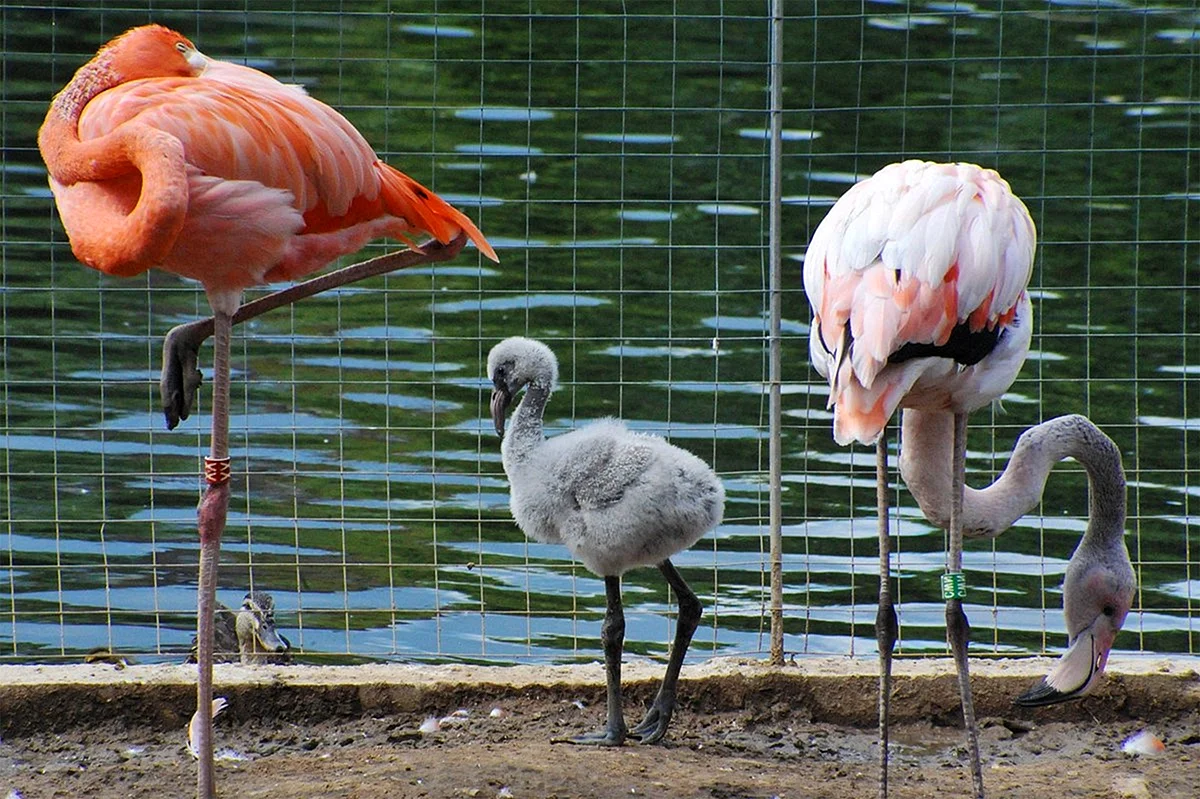 Красный Фламинго Московский зоопарк