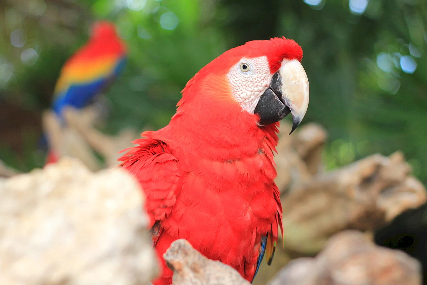 Красный ямайский ара