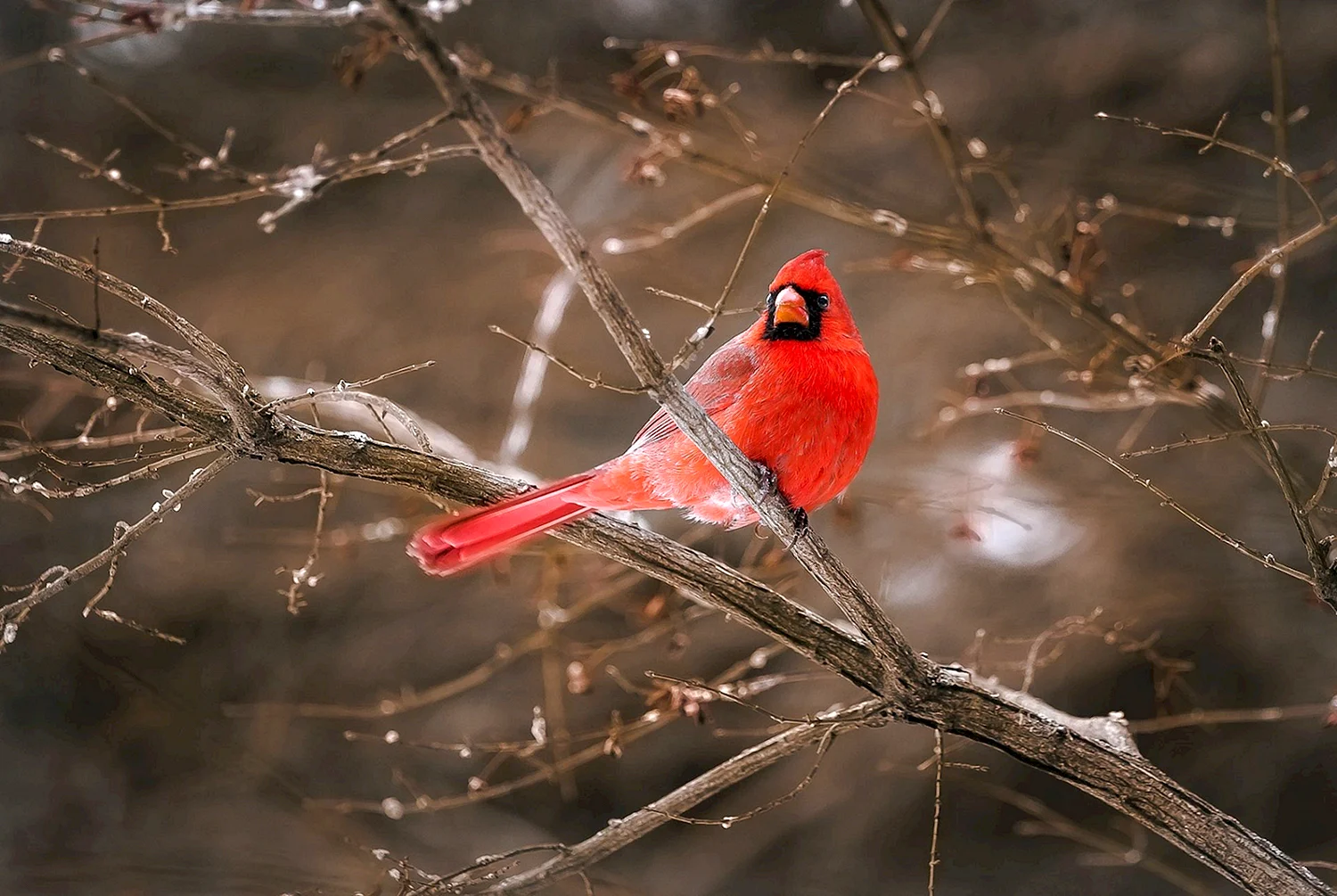Красный Кардинал красный Кардинал птица