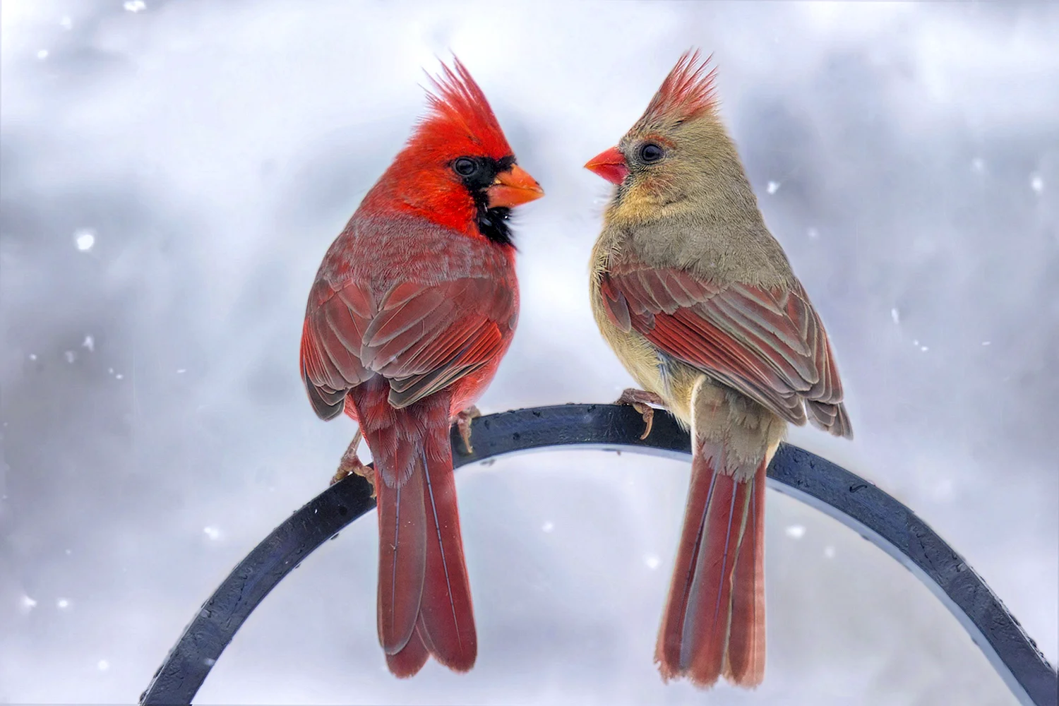 Красный Кардинал птица самка