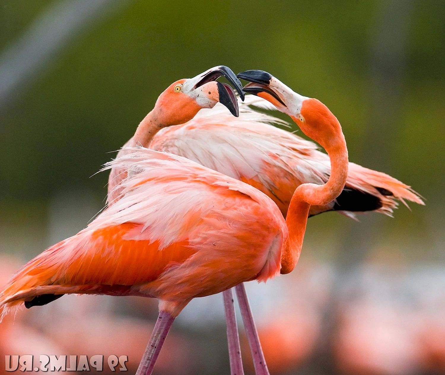 Красный Карибский Фламинго