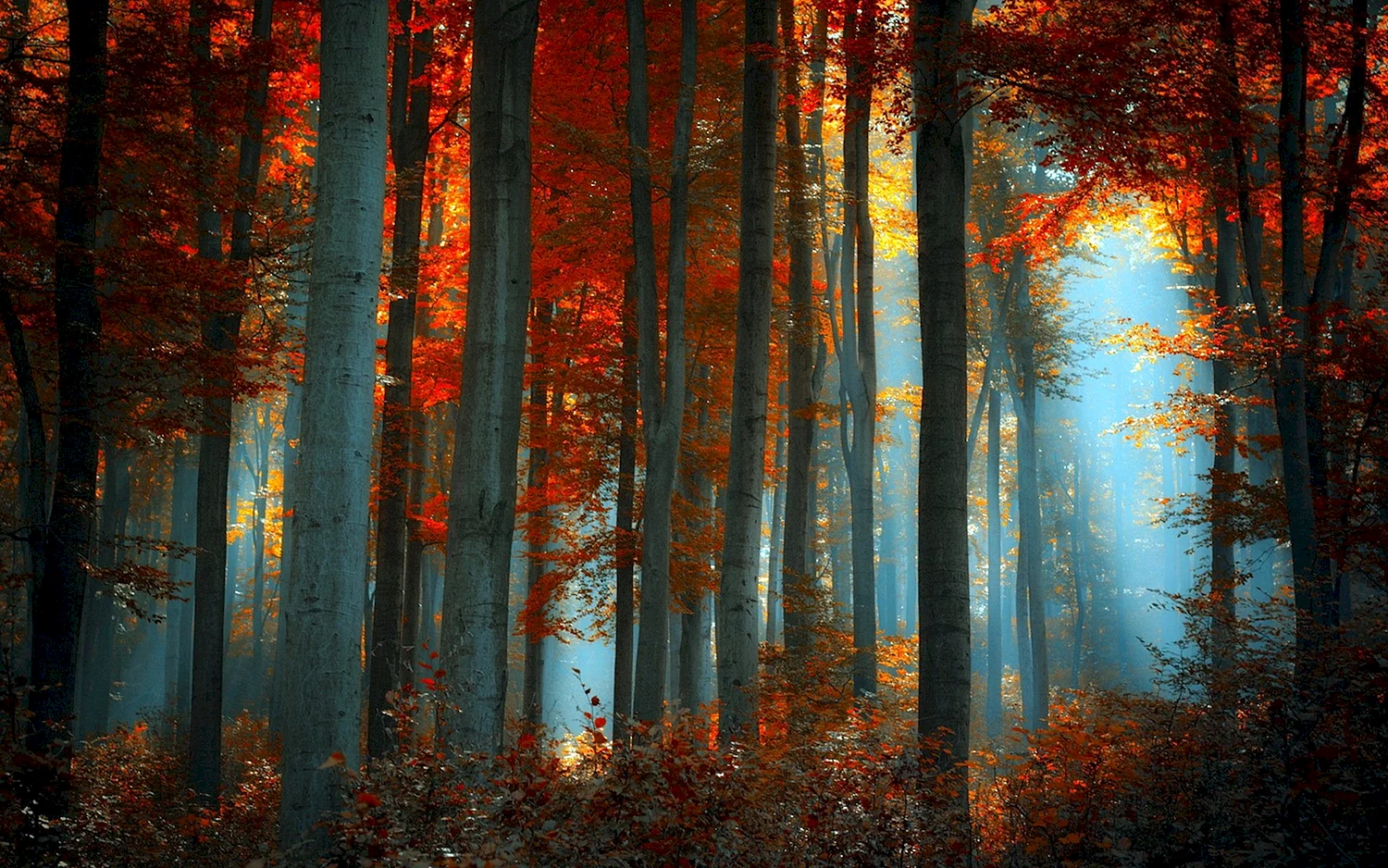 Красный лес Геншин