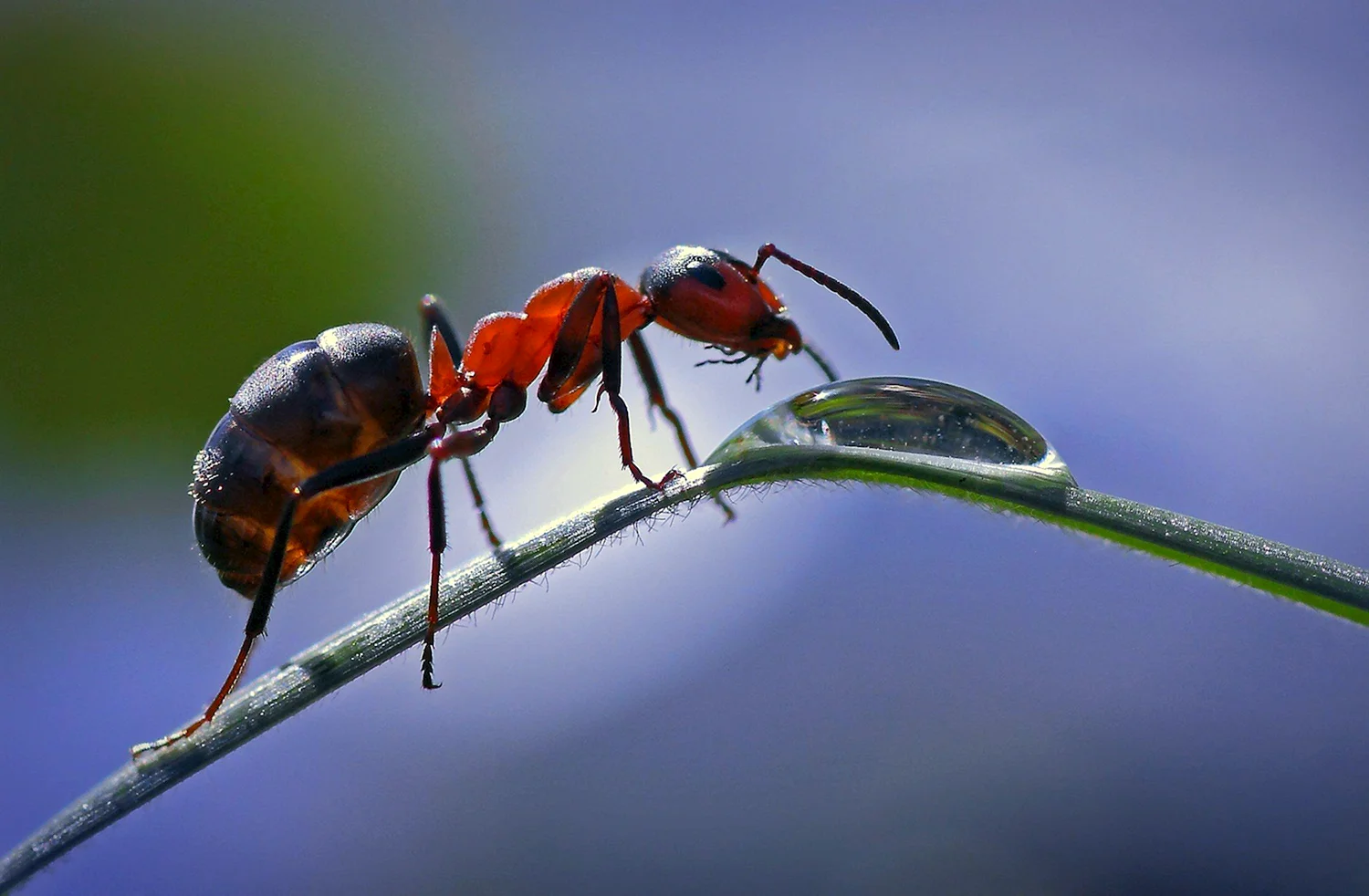 Красный Лесной муравей