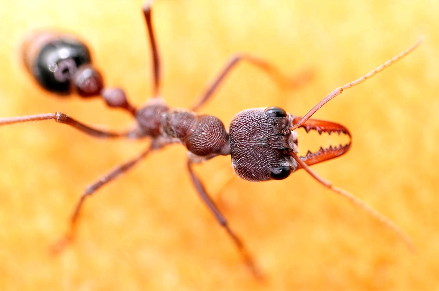 Красный муравей бульдог