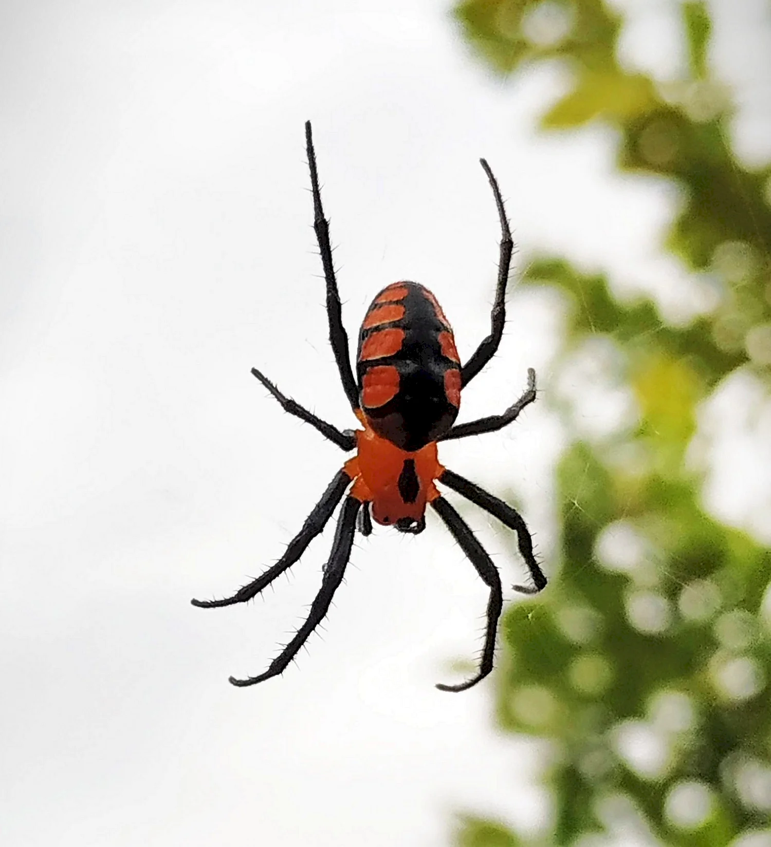 Красный паук в Бразилии