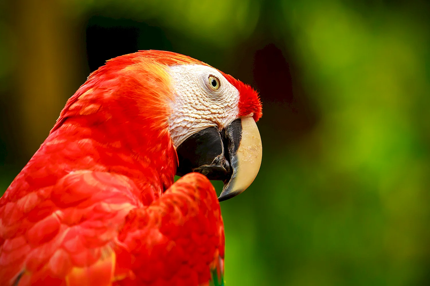 Красный попугай Lorikeet