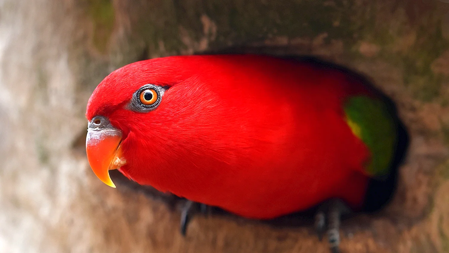 Красный попугай Lorikeet