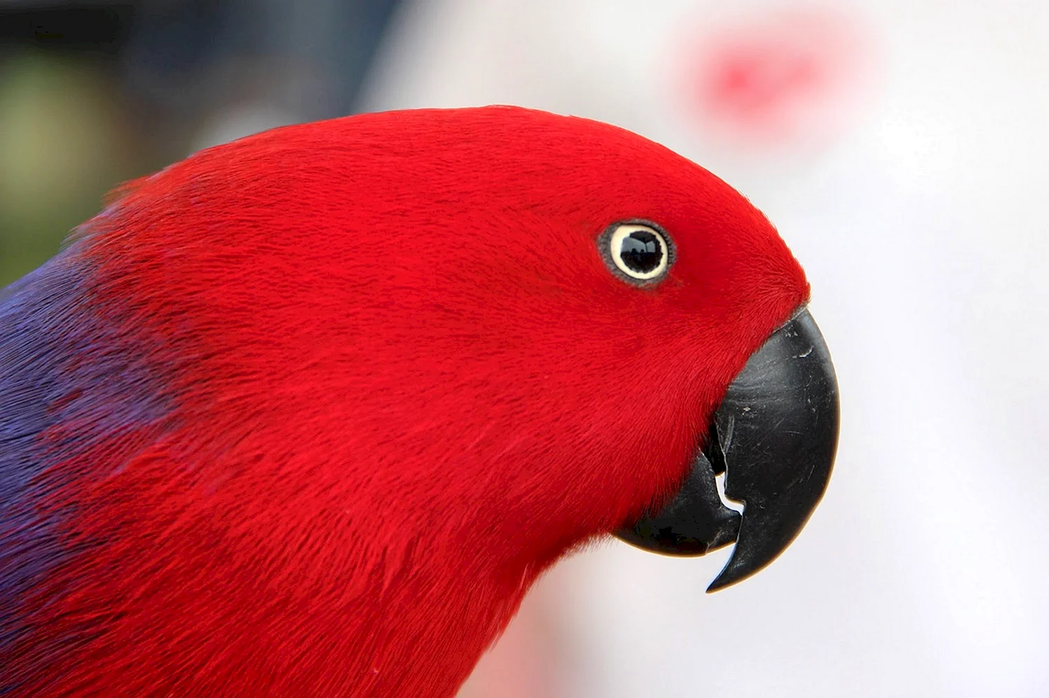 Красный попугай порода