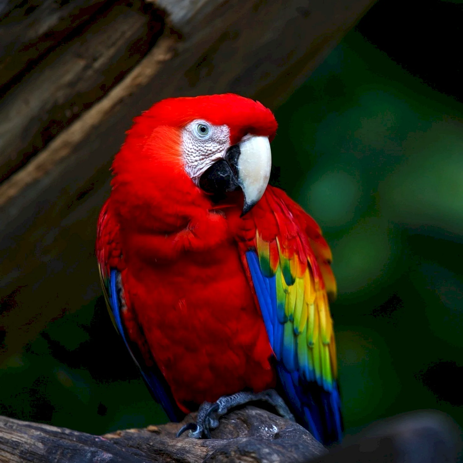 Красный попугай (Red Parrot)