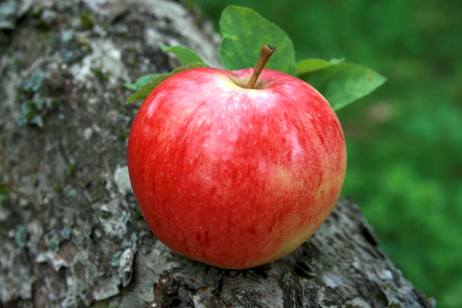 Красный Рубан яблоня