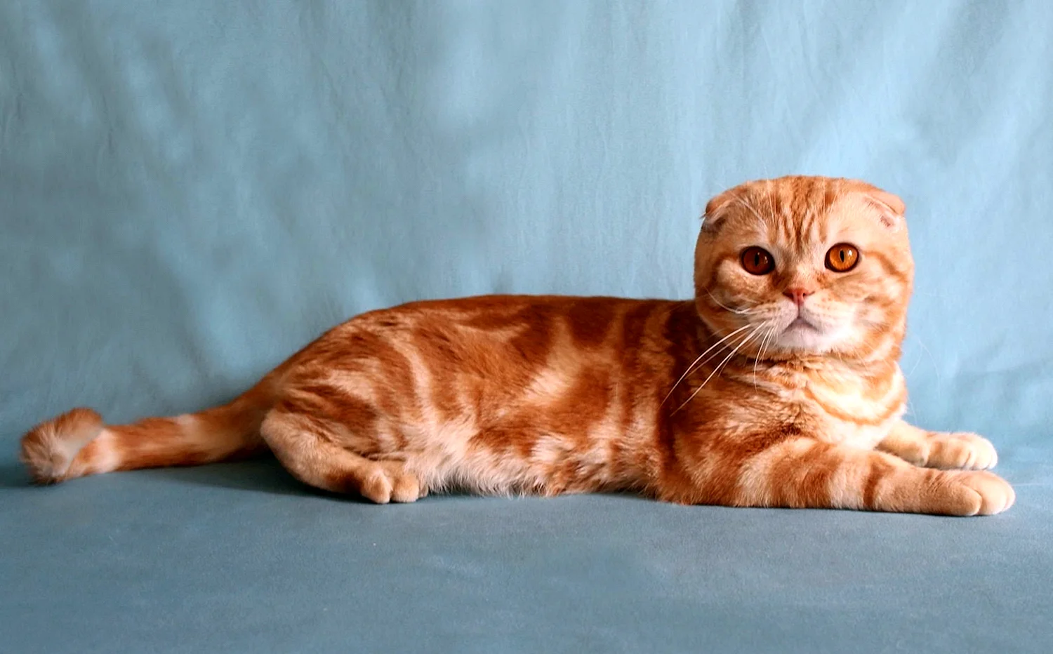 Красный табби шотландской кошки вислоухий
