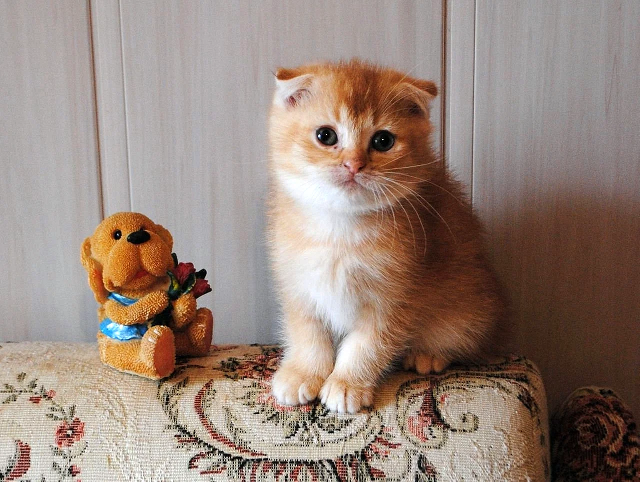 Красный тикированный шотландский кот
