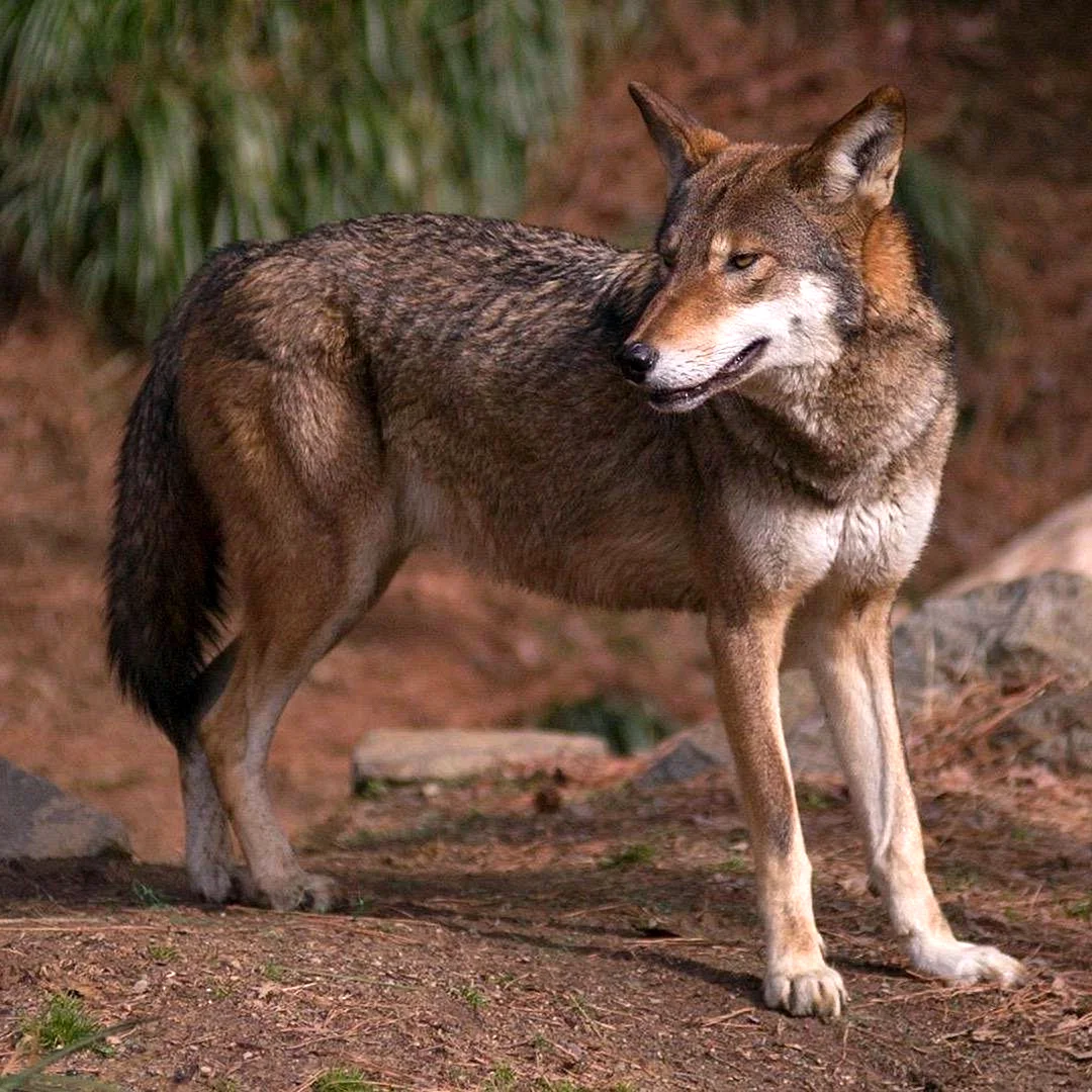 Красный волк canis Rufus