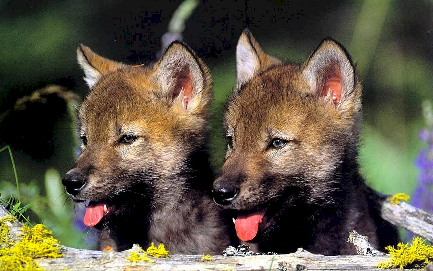 Красный волк и волчата